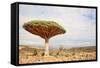 Dragon Tree - Dracaena Cinnabari - Dragon's Blood - Endemic Tree from Soqotra, Yemen-zanskar-Framed Stretched Canvas