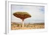 Dragon Tree - Dracaena Cinnabari - Dragon's Blood - Endemic Tree from Soqotra, Yemen-zanskar-Framed Photographic Print
