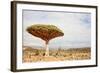 Dragon Tree - Dracaena Cinnabari - Dragon's Blood - Endemic Tree from Soqotra, Yemen-zanskar-Framed Photographic Print