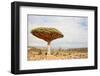 Dragon Tree - Dracaena Cinnabari - Dragon's Blood - Endemic Tree from Soqotra, Yemen-zanskar-Framed Photographic Print