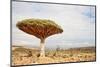 Dragon Tree - Dracaena Cinnabari - Dragon's Blood - Endemic Tree from Soqotra, Yemen-zanskar-Mounted Photographic Print