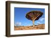 Dragon Tree - Dracaena Cinnabari - Dragon's Blood - Endemic Tree from Soqotra, Yemen-zanskar-Framed Photographic Print