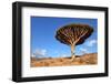 Dragon Tree - Dracaena Cinnabari - Dragon's Blood - Endemic Tree from Soqotra, Yemen-zanskar-Framed Photographic Print