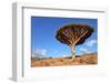 Dragon Tree - Dracaena Cinnabari - Dragon's Blood - Endemic Tree from Soqotra, Yemen-zanskar-Framed Photographic Print