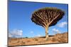 Dragon Tree - Dracaena Cinnabari - Dragon's Blood - Endemic Tree from Soqotra, Yemen-zanskar-Mounted Photographic Print