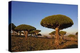 Dragon Tree (Dracaena Cinnabari), Socotra Island, Yemen, Middle East-Bruno Morandi-Stretched Canvas