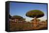 Dragon Tree (Dracaena Cinnabari), Socotra Island, Yemen, Middle East-Bruno Morandi-Framed Stretched Canvas