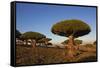 Dragon Tree (Dracaena Cinnabari), Socotra Island, Yemen, Middle East-Bruno Morandi-Framed Stretched Canvas