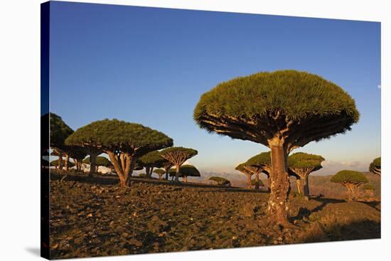 Dragon Tree (Dracaena Cinnabari), Socotra Island, Yemen, Middle East-Bruno Morandi-Stretched Canvas