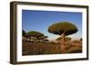 Dragon Tree (Dracaena Cinnabari), Socotra Island, Yemen, Middle East-Bruno Morandi-Framed Photographic Print