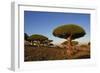 Dragon Tree (Dracaena Cinnabari), Socotra Island, Yemen, Middle East-Bruno Morandi-Framed Photographic Print