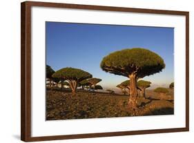 Dragon Tree (Dracaena Cinnabari), Socotra Island, Yemen, Middle East-Bruno Morandi-Framed Photographic Print