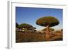 Dragon Tree (Dracaena Cinnabari), Socotra Island, Yemen, Middle East-Bruno Morandi-Framed Photographic Print