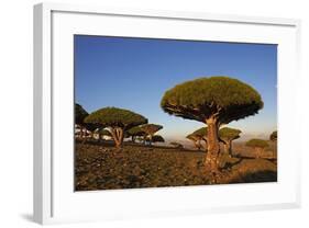 Dragon Tree (Dracaena Cinnabari), Socotra Island, Yemen, Middle East-Bruno Morandi-Framed Photographic Print