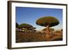 Dragon Tree (Dracaena Cinnabari), Socotra Island, Yemen, Middle East-Bruno Morandi-Framed Photographic Print