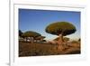 Dragon Tree (Dracaena Cinnabari), Socotra Island, Yemen, Middle East-Bruno Morandi-Framed Photographic Print