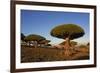 Dragon Tree (Dracaena Cinnabari), Socotra Island, Yemen, Middle East-Bruno Morandi-Framed Photographic Print