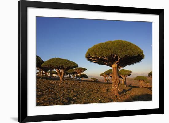 Dragon Tree (Dracaena Cinnabari), Socotra Island, Yemen, Middle East-Bruno Morandi-Framed Photographic Print