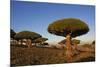 Dragon Tree (Dracaena Cinnabari), Socotra Island, Yemen, Middle East-Bruno Morandi-Mounted Photographic Print