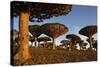 Dragon Tree (Dracaena Cinnabari), Socotra Island, Yemen, Middle East-Bruno Morandi-Stretched Canvas