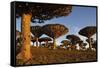 Dragon Tree (Dracaena Cinnabari), Socotra Island, Yemen, Middle East-Bruno Morandi-Framed Stretched Canvas