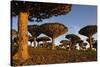 Dragon Tree (Dracaena Cinnabari), Socotra Island, Yemen, Middle East-Bruno Morandi-Stretched Canvas