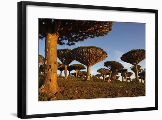 Dragon Tree (Dracaena Cinnabari), Socotra Island, Yemen, Middle East-Bruno Morandi-Framed Photographic Print