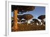 Dragon Tree (Dracaena Cinnabari), Socotra Island, Yemen, Middle East-Bruno Morandi-Framed Photographic Print