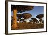 Dragon Tree (Dracaena Cinnabari), Socotra Island, Yemen, Middle East-Bruno Morandi-Framed Photographic Print