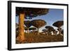 Dragon Tree (Dracaena Cinnabari), Socotra Island, Yemen, Middle East-Bruno Morandi-Framed Photographic Print