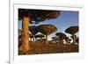 Dragon Tree (Dracaena Cinnabari), Socotra Island, Yemen, Middle East-Bruno Morandi-Framed Photographic Print