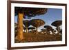 Dragon Tree (Dracaena Cinnabari), Socotra Island, Yemen, Middle East-Bruno Morandi-Framed Photographic Print