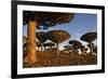 Dragon Tree (Dracaena Cinnabari), Socotra Island, Yemen, Middle East-Bruno Morandi-Framed Photographic Print