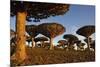 Dragon Tree (Dracaena Cinnabari), Socotra Island, Yemen, Middle East-Bruno Morandi-Mounted Photographic Print