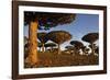 Dragon Tree (Dracaena Cinnabari), Socotra Island, Yemen, Middle East-Bruno Morandi-Framed Photographic Print