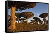 Dragon Tree (Dracaena Cinnabari), Socotra Island, Yemen, Middle East-Bruno Morandi-Framed Stretched Canvas