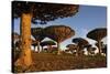 Dragon Tree (Dracaena Cinnabari), Socotra Island, Yemen, Middle East-Bruno Morandi-Stretched Canvas