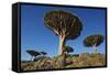 Dragon Tree (Dracaena Cinnabari), Socotra Island, Yemen, Middle East-Bruno Morandi-Framed Stretched Canvas