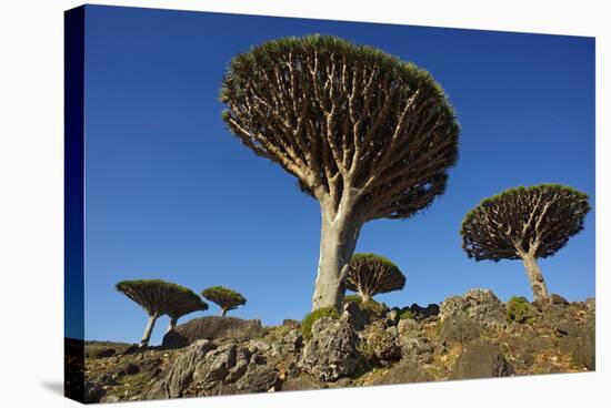 Dragon Tree (Dracaena Cinnabari), Socotra Island, Yemen, Middle East-Bruno Morandi-Stretched Canvas