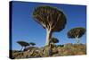 Dragon Tree (Dracaena Cinnabari), Socotra Island, Yemen, Middle East-Bruno Morandi-Stretched Canvas