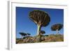 Dragon Tree (Dracaena Cinnabari), Socotra Island, Yemen, Middle East-Bruno Morandi-Framed Photographic Print