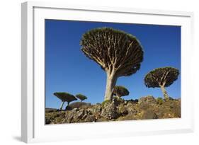 Dragon Tree (Dracaena Cinnabari), Socotra Island, Yemen, Middle East-Bruno Morandi-Framed Photographic Print