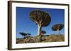 Dragon Tree (Dracaena Cinnabari), Socotra Island, Yemen, Middle East-Bruno Morandi-Framed Photographic Print