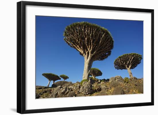 Dragon Tree (Dracaena Cinnabari), Socotra Island, Yemen, Middle East-Bruno Morandi-Framed Photographic Print