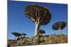 Dragon Tree (Dracaena Cinnabari), Socotra Island, Yemen, Middle East-Bruno Morandi-Mounted Photographic Print