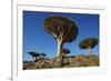 Dragon Tree (Dracaena Cinnabari), Socotra Island, Yemen, Middle East-Bruno Morandi-Framed Photographic Print