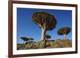 Dragon Tree (Dracaena Cinnabari), Socotra Island, Yemen, Middle East-Bruno Morandi-Framed Photographic Print