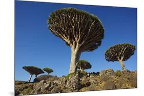 Dragon Tree (Dracaena Cinnabari), Socotra Island, Yemen, Middle East-Bruno Morandi-Mounted Photographic Print