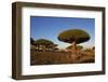 Dragon Tree (Dracaena Cinnabari), Socotra Island, Yemen, Middle East-Bruno Morandi-Framed Photographic Print