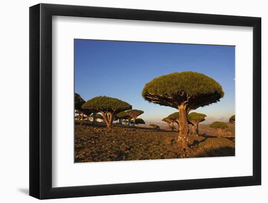 Dragon Tree (Dracaena Cinnabari), Socotra Island, Yemen, Middle East-Bruno Morandi-Framed Photographic Print